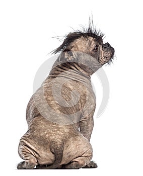 Rear view of a Hairless Mixed-breed dog, mix between a French bulldog and a Chinese crested dog, sitting and looking right