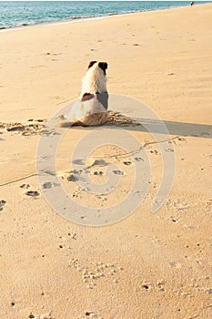 Rear view of happy dog enjoying on the sunset beach with couple tourists