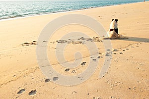 Rear view of happy dog enjoying on the sunset beach with couple tourists