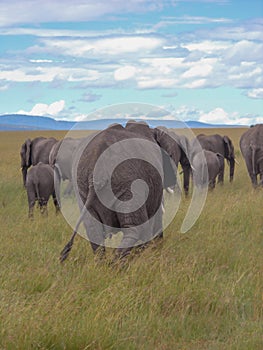 Elephants hind rear view copy space