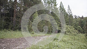 Rear view of a hiker man walking on the path along the summer forest and green meadow. Stock footage. Green landscpe of