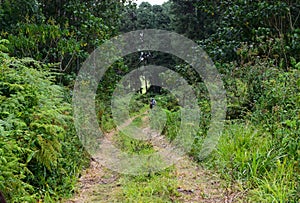 Rear view of hikers in the forest