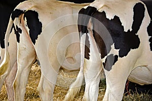 Rear view of Holsteins