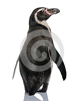 Rear view of Humboldt Penguin, standing