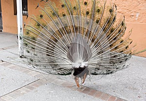Rear View of Indian Blue Peacock