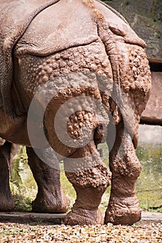 Rear view of Indian rhinoceros (Rhinoceros unicornis)