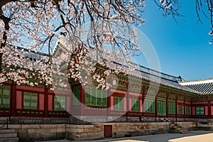 Rear view of Jagyeongjeon in Gyeongbokgung Palace with Cherry blossoms, Seoul, South Korea