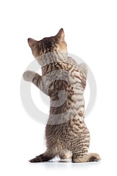 Rear view of kitten cat standing isolated on white