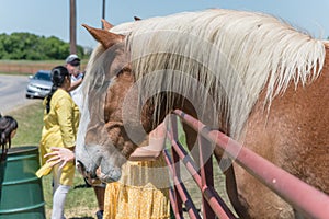 Rear view of lady taking photo with Holland draft horse at local farm in Texas, USA