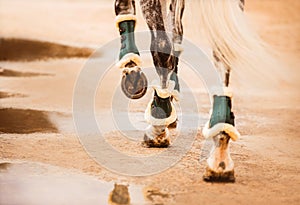 A rear view of the legs of a gray horse with shod hooves and a long white tail, which is walking on a wet road. Photo of a horse