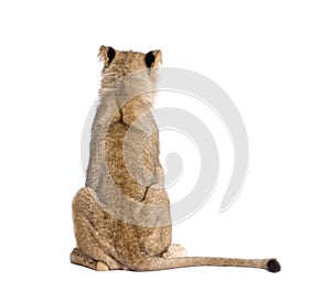 Rear view of lion, Panthera leo, 9 months old, in front of white background