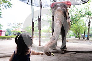 Rear view of little child girl feeding banana food to big elephant. Animal in the zoo. Kid love animal.