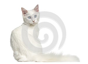 Rear view of a Main coon kitten sitting, looking backwards