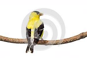 Rear view of male american goldfinch