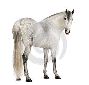 Rear view of a Male Andalusian, 7 years old, also known as the Pure Spanish Horse or PRE, looking back