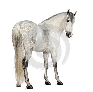 Rear view of a Male Andalusian, 7 years old, also known as the Pure Spanish Horse or PRE, looking back