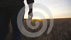 Rear view of male farmer goes through the barley plantation and examines cereal harvest. Young agronomist walks among