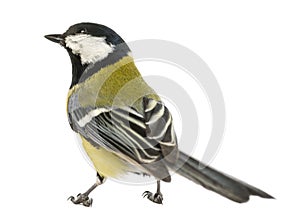 Rear view of a male great tit looking up, Parus major