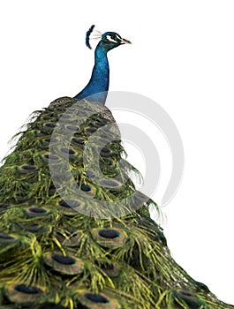 Rear view of a male Indian Peafowl