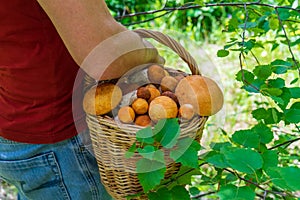 Rear view of man with wicker basket filled with aspen mushrooms. Mushroom picker walking alone country road against summer