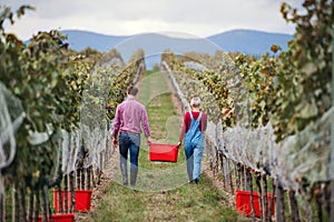 Rear view of man and woman collecting grapes in vineyard in autumn, harvest concept.