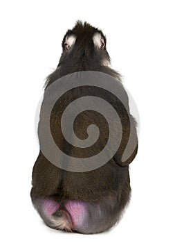 Rear view of Mandrill sitting