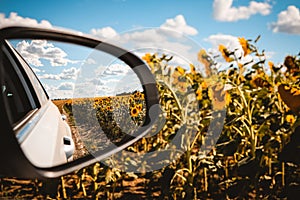 Rear view in the mirror of a white car driving on a rural road among sunflower fields, rural landscape view