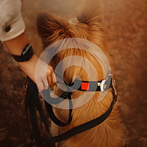Rear view of mixed breed dog in a collar and leash outdoors
