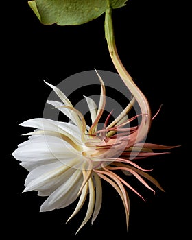 rear view of night-blooming cereus flower bud isolated