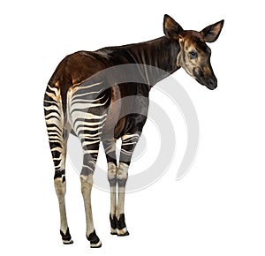 Rear view of an Okapi, looking away, Okapia johnstoni