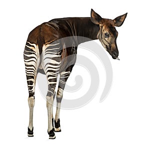 Rear view of an Okapi, looking back, sticking its tongue