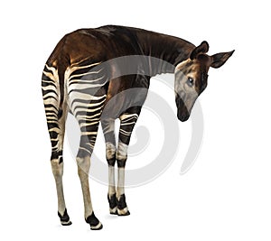 Rear view of an Okapi, looking down attentively