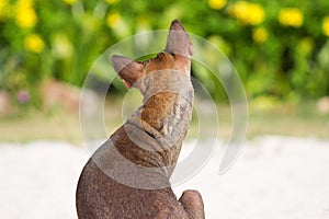 The rear view only of one puppy of Ridgeback on smooth damp supervision of sand.