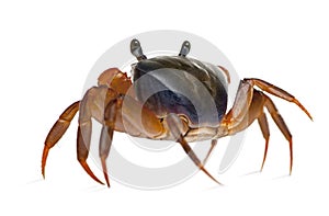 Rear view of Patriot crab, Cardisoma armatum