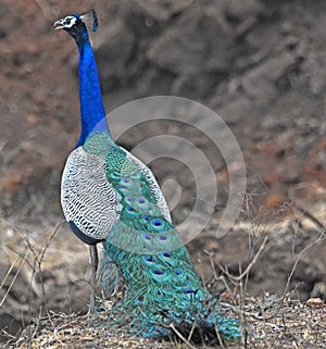 Rear view of peacock
