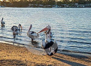 Rear View of Pelicans on Rivershore at Sunset in Noosaville,Queensland,Australia.Wild Animal Concept