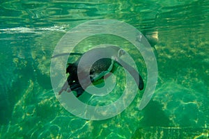 Rear view of a penguin swimming.