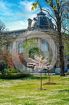 Rear View of the Petit Palais museum and Cherry tree with pink flowers in bloom - Paris