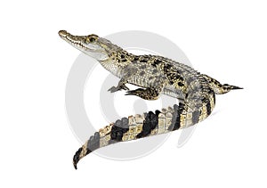 Rear view of a Philippine crocodile with its long in the foreground, Crocodylus mindorensis, isolated on white