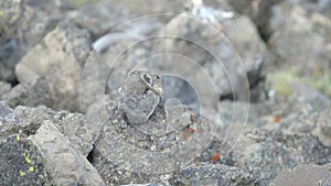 A rear view of a pika on mt washburn in yellowstone national park