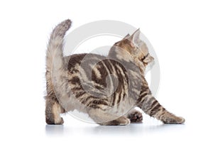 Rear view of playful tabby cat kitten isolated