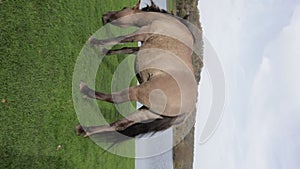 Rear view of a Polish Konik horse grazing on green grass in Eijsder Beemden Nature Reserve