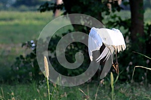 Rear view of Pure White egret flying over field, Soaring and green plants background