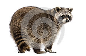 Rear view of a Racoon, Procyon Iotor, standing, isolated photo