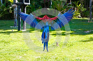 Rear view of a red arara with open wings flying in the garden