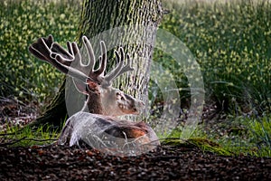 Rear view of a red deer sitting on the grass duff with his beautiful neck bended