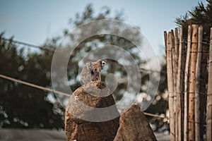 Rear view of a ring-tailed lemur sitting on a big rock at a zoo enclosure, with blur background