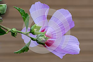 Rear View of Rose of Sharon photo