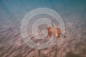 Rear View of Sea Turtle Swimming Underwater.Wildlife Concept.Copy Space