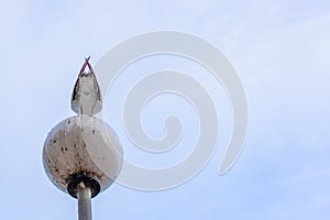 Rear view of a seagull tail
